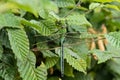 Emperor dragonfly Royalty Free Stock Photo