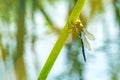 The emperor dragonfly, male