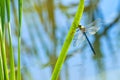 The emperor dragonfly, male Royalty Free Stock Photo