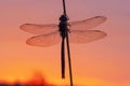 Emperor dragonfly with red morning sky