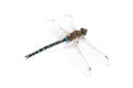 Emperor Dragonfly