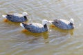 Emperor Geese swimming in water Anser canagicus Royalty Free Stock Photo