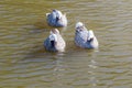 Emperor Geese swimming in water Anser canagicus Royalty Free Stock Photo