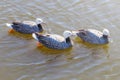 Emperor Geese swimming in water Anser canagicus Royalty Free Stock Photo