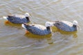 Emperor Geese swimming in water Anser canagicus Royalty Free Stock Photo