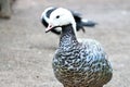 Emperor Goose Anser canagicus Geese Royalty Free Stock Photo