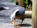Emperor Goose, (Anser canagicus) Geese Royalty Free Stock Photo