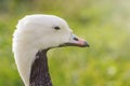 Emperor Goose Close up portrait Anser canagicus Royalty Free Stock Photo