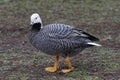 Emperor Goose