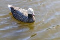 Emperor Goose swimming in water Anser canagicus Royalty Free Stock Photo