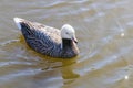 Emperor Goose swimming in water Anser canagicus Royalty Free Stock Photo