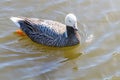 Emperor Goose swimming in water Anser canagicus Royalty Free Stock Photo