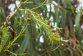 Emperor gum moth caterpillar