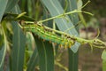 Emperor gum moth caterpillar