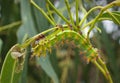 Emperor gum moth caterpillar