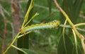 Emperor gum moth caterpillar