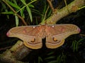 Emperor gum moth viewed from above