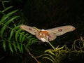 Emperor gum moth viewed head on