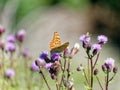 Emperor moth butterfly sitting on a flower Royalty Free Stock Photo