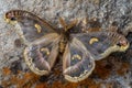Emperor moth Epiphora fournierae