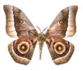 Emperor moth moth isolated on white Royalty Free Stock Photo