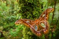 Emperor moth - Rothschildia aricia Royalty Free Stock Photo