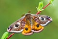 Emperor Moth - Saturnia pavonia Royalty Free Stock Photo