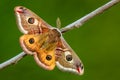 Emperor Moth - Saturnia pavonia Royalty Free Stock Photo