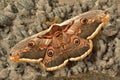 Emperor moth - Saturnia pavonia on rocks