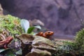 Emperor Newt Hiding and Playing Behind a Rock and Little Plants Royalty Free Stock Photo