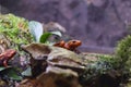 Emperor Newt Hiding and Playing Behind a Rock and Little Plants Royalty Free Stock Photo