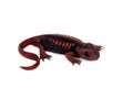 The emperor newt on white Royalty Free Stock Photo