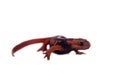 The emperor newt on white Royalty Free Stock Photo