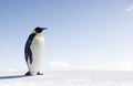 Emperor Penguin Royalty Free Stock Photo