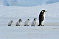 Cisár tučniak 