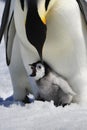 Emperor Penguin