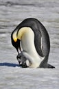 Emperor Penguin