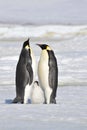 Emperor Penguin