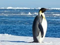 Emperor Penguin Aptenodytes forsteri in the Ross Sea Antarctica Royalty Free Stock Photo