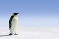 Emperor penguin in Antarctica Royalty Free Stock Photo
