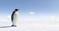 Emperor Penguin in Antarctica Royalty Free Stock Photo