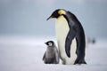 Emperor Penguin - Antarctica (Generative AI) Royalty Free Stock Photo