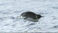 Emperor penguin on Antarctica