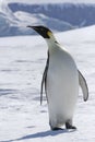 Emperor penguin (Aptenodytes forsteri) Royalty Free Stock Photo