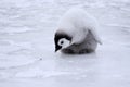 Emperor penguin (Aptenodytes forsteri)