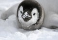 Emperor penguin (Aptenodytes forsteri) Royalty Free Stock Photo