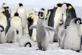 Emperor penguin (Aptenodytes forsteri)