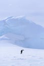 Emperor penguin (Aptenodytes forsteri) Royalty Free Stock Photo