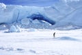 Emperor penguin (Aptenodytes forsteri) Royalty Free Stock Photo