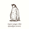 Emperor penguin Aptenodytes forsteri chick standing. Ink black and white doodle drawing